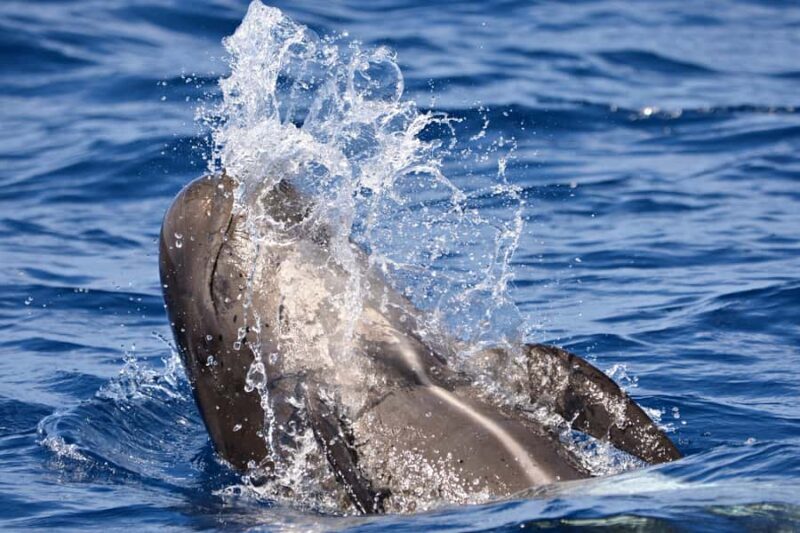 Bremer Canyon Orca Experience from Bremer Bay - FAQ