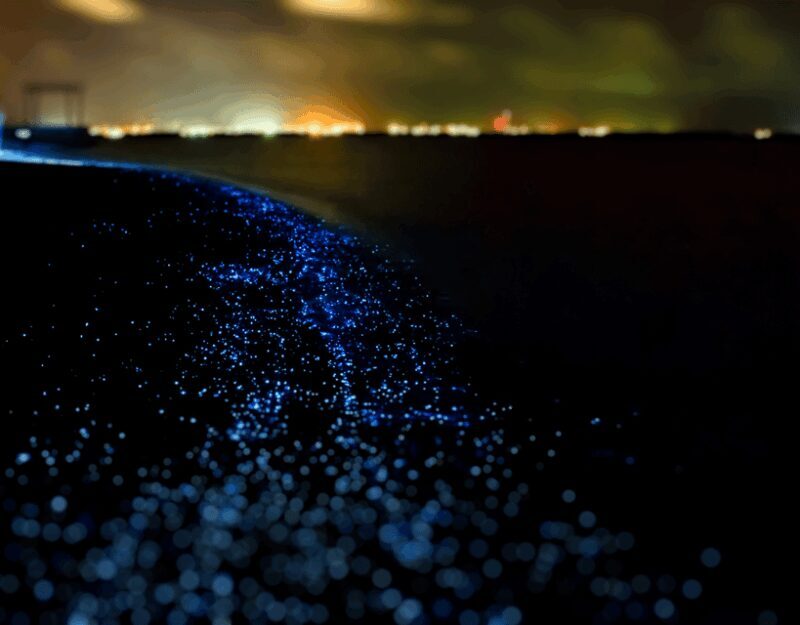 Brentwood Bay: Bioluminescence & Sunset Paddleboard Tour - Frequently Asked Questions