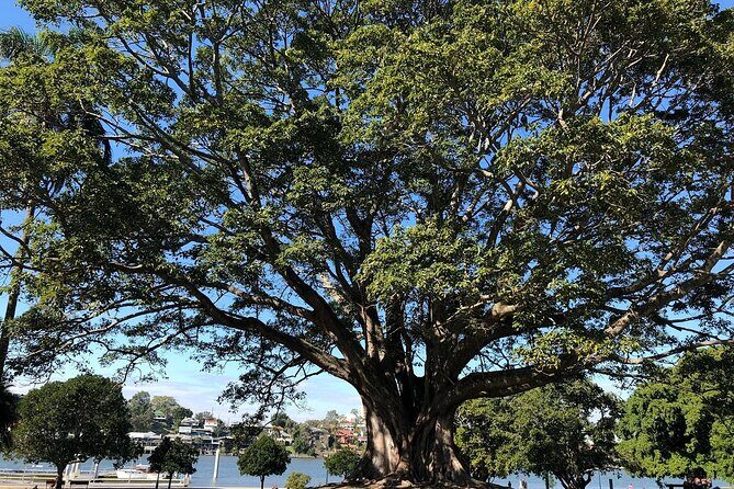 Brisbane City Highlights Sightseeing Tour - Final Thoughts