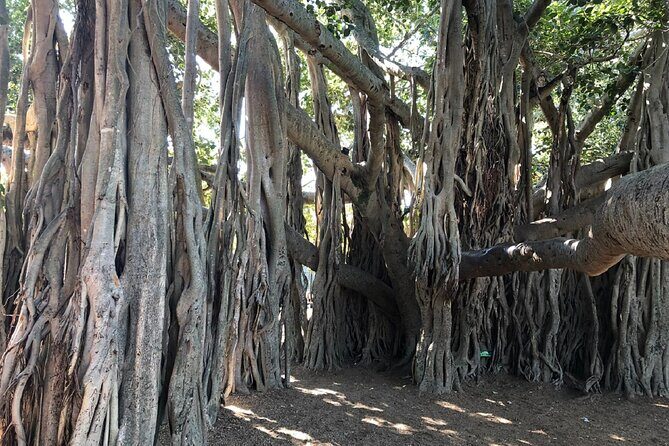 Brisbane City Highlights Sightseeing Tour - FAQ