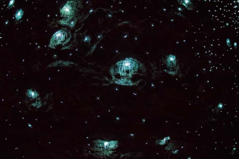 Brisbane: Daytime Glow Worm Caves Hop-on Hop-off Bus Tour - Afternoon Flexibility with Hop-on Hop-off Service