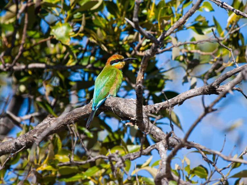 Brisbane: Kangaroos, Birds and Mangroves Coastal Tour - Key Points