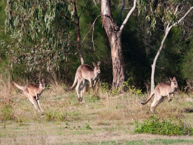 Brisbane: Kangaroos, Birds and Mangroves Coastal Tour - An In-Depth Look at the Experience