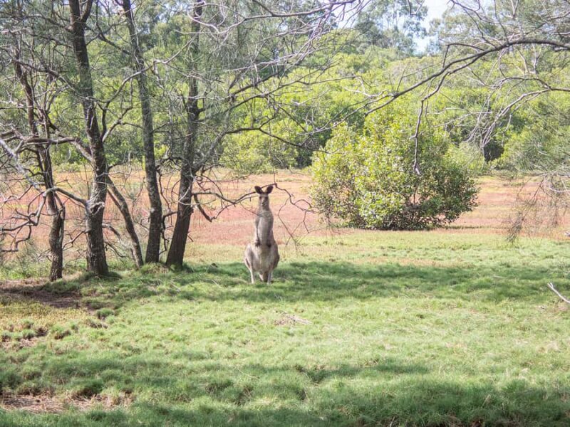Brisbane: Kangaroos, Birds and Mangroves Coastal Tour - How It Compares in Value