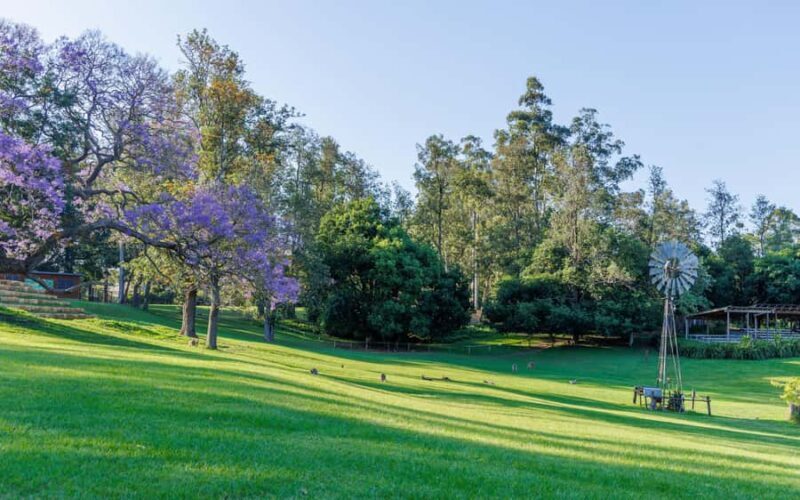 Brisbane: Lone Pine Koala Sanctuary Day Pass - The Sum Up: Is It Worth Visiting?