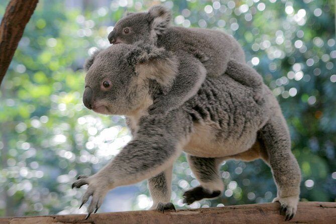 Brisbane River Cruise with entry to Lone Pine Koala Sanctuary - The Sum Up: Who Should Consider This Tour