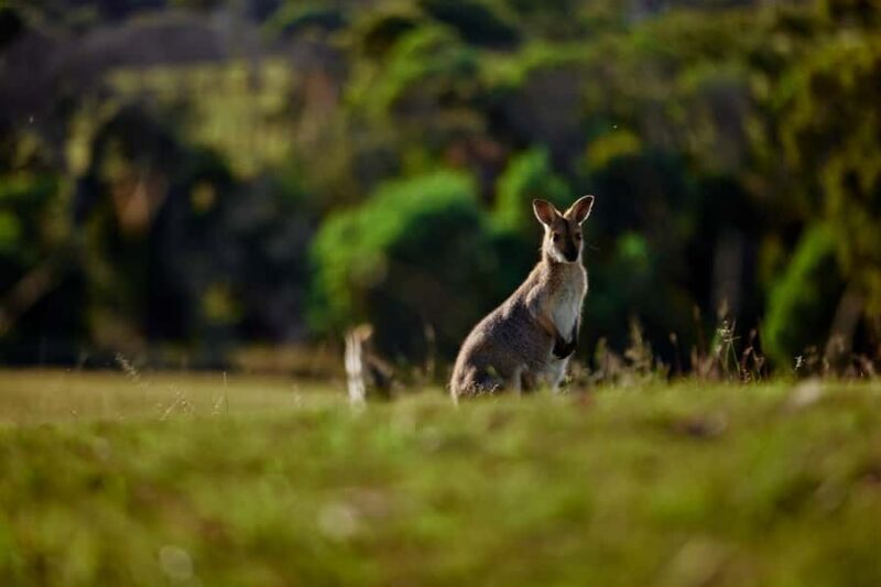 Brisbane: Sirromet Winery Tour with Tasting & 2-Course Lunch - A Closer Look at the Tour Experience