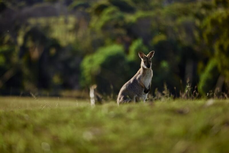 Brisbane: Sirromet Winery Tour with Tasting & 2-Course Lunch - FAQ