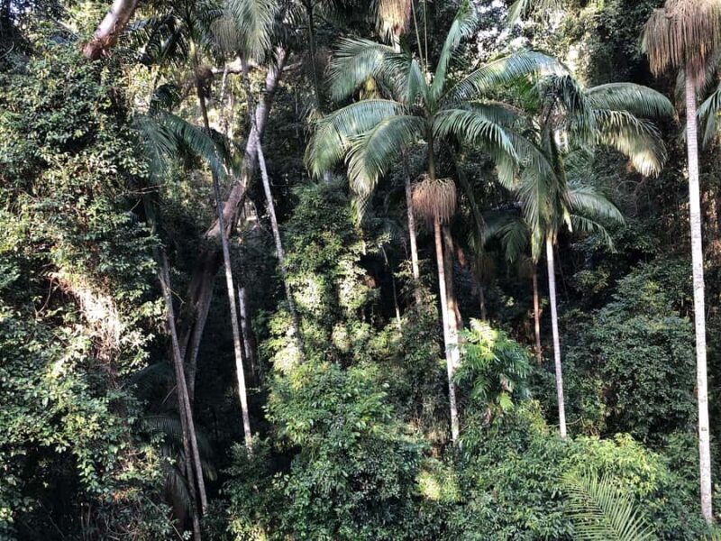 Brisbane: Springbrook and Mt Tamborine Glow Worm and Skywalk - Starting Point and Transport