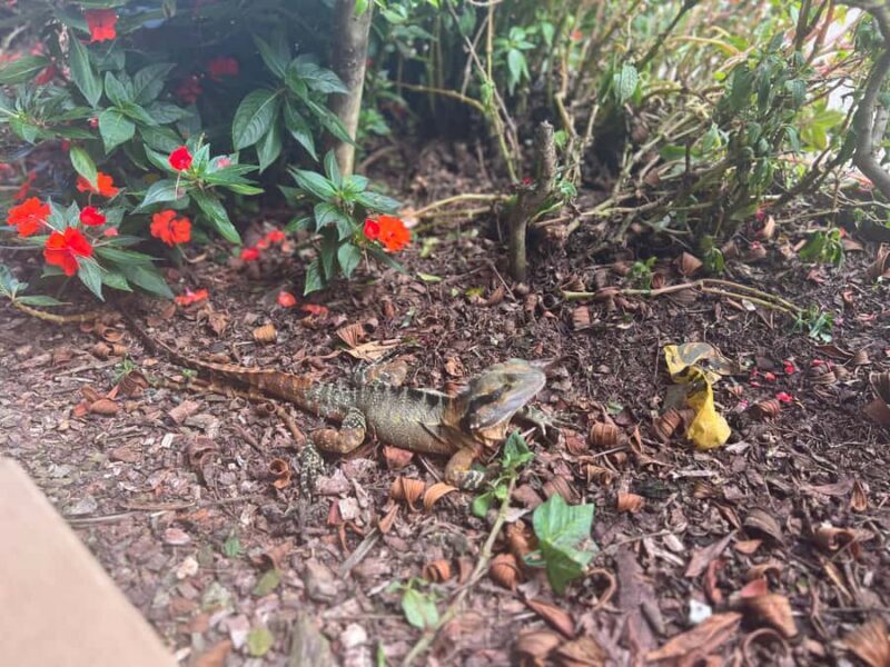 Brisbane: Springbrook and Mt Tamborine Glow Worm and Skywalk - Mt Tamborine Village and Gallery Walk