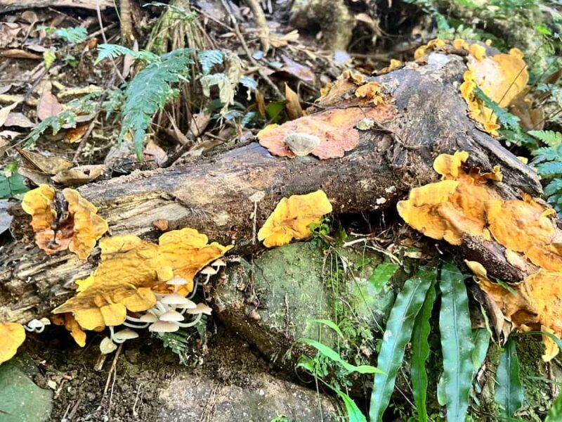 Brisbane: Springbrook and Mt Tamborine Glow Worm and Skywalk - Who Should Consider This Tour?