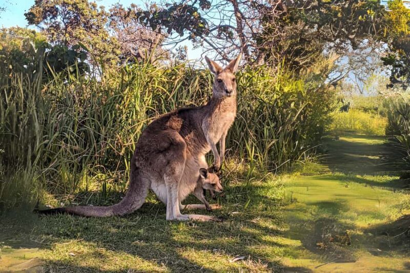 Brisbane to North Stradbroke Island Day: Wildlife & Beaches - The Experience of the Guides