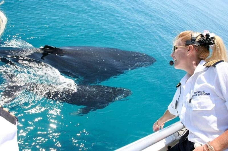 Brisbane: Whale Watching Cruise with Lunch - Engaging Introduction