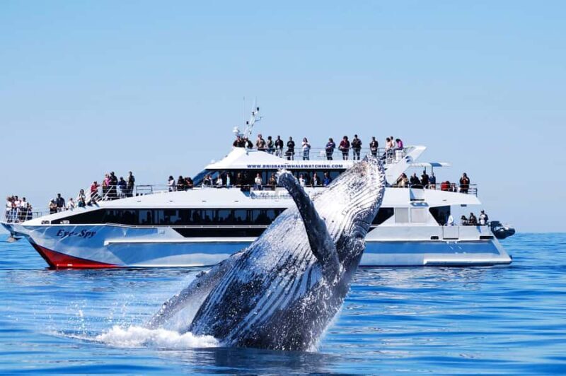 Brisbane: Whale Watching Cruise with Lunch - Key Points