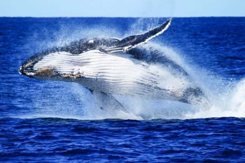 Brisbane: Whale Watching Cruise with Lunch - Real Traveler Experiences