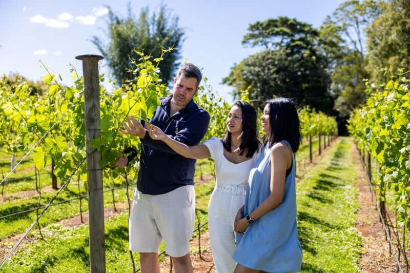 Brisbane: Wine Tasting - Hop on Hop off Tour to Mt Tamborine - The Experience: What Travelers Are Saying