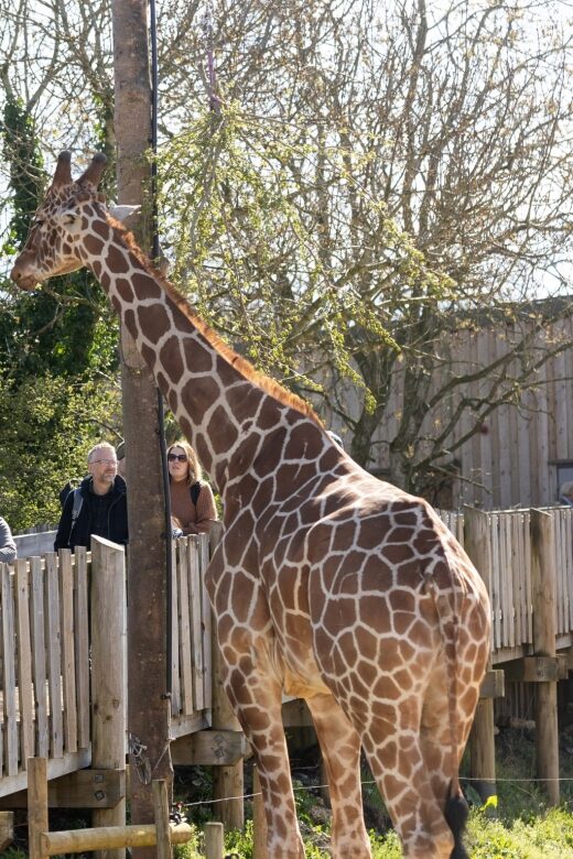 Bristol: Bristol Zoo Project Entry Ticket - Final Thoughts