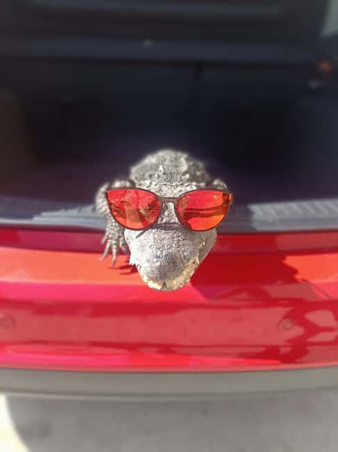 Bristol: Crocodile Swimming Experience coffee and cake - FAQ