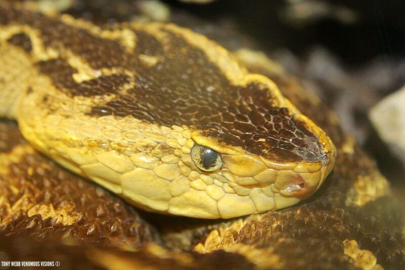 Bristol: Venomous Snake Tour w/ Guide & Croc Photo - Practical Tips for Visitors