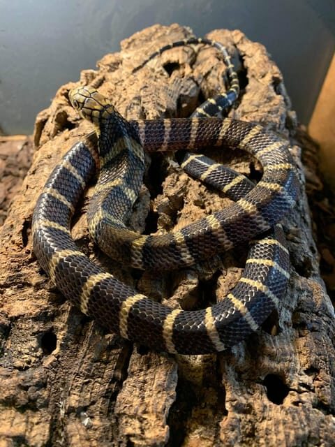 Bristol: Venomous Snake Tour w/ Guide & Croc Photo - Final Thoughts