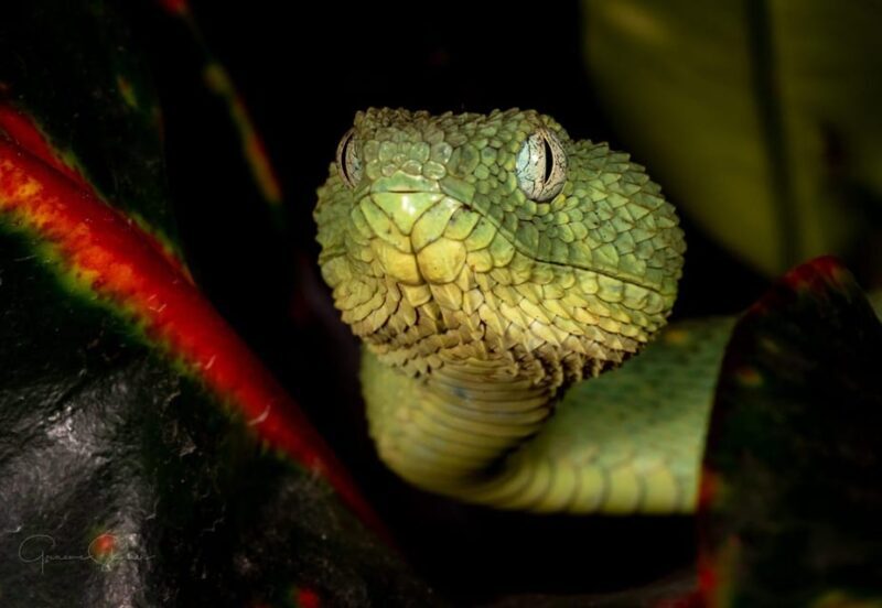 Bristol: Venomous Snake Tour with Reptile Photo - Practical Details: What to Expect