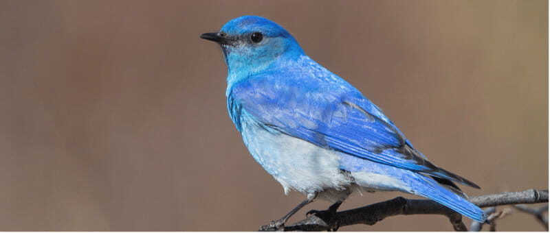 British Columbia: Bird Watching and Photography Tour - Key Points