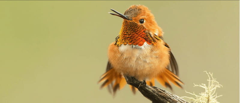 British Columbia: Bird Watching and Photography Tour - A Close Look at the Experience