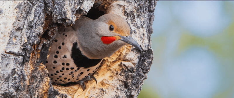 British Columbia: Bird Watching and Photography Tour - Final Thoughts