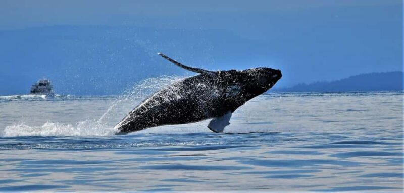 British Columbia: Whale Watching Eco-Adventure Tour - An In-Depth Look at the Tour