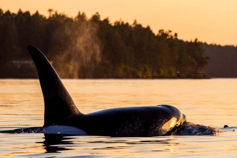 British Columbia: Whale Watching Eco-Adventure Tour - The Sum Up