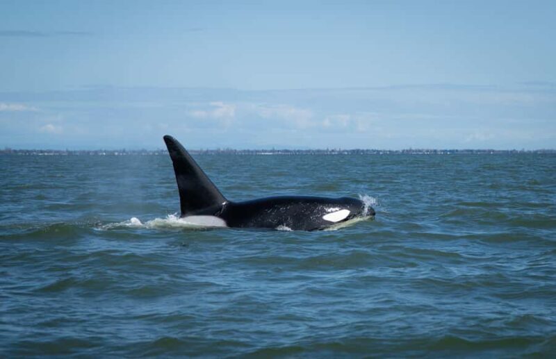 British Columbia: Whale Watching Eco-Adventure Tour - FAQs
