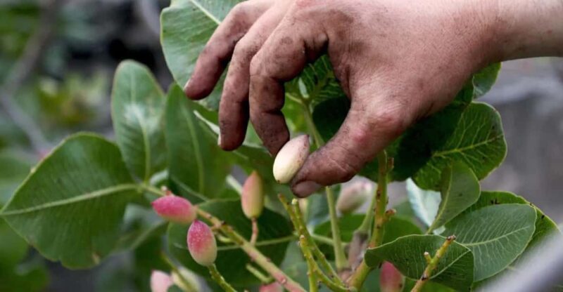 Bronte: Tour e degustazione nelle piantagioni di pistacchi - What’s Included and What to Expect