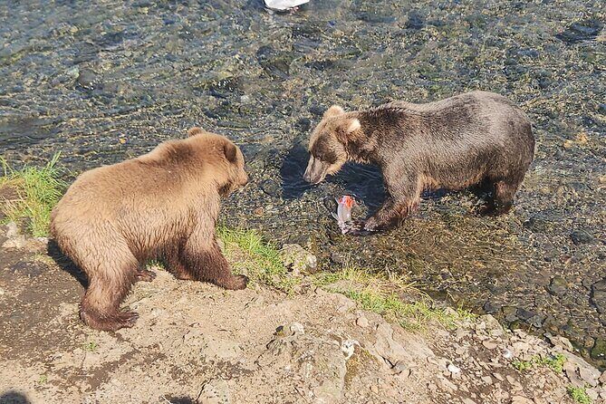 Brooks Falls Bear Viewing - Introduction