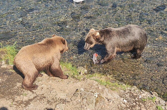 Brooks Falls Bear Viewing - Final Thoughts — Who Is It For?
