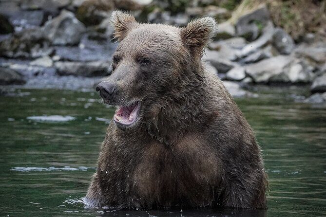 Brooks Falls Bear Viewing - Frequently Asked Questions