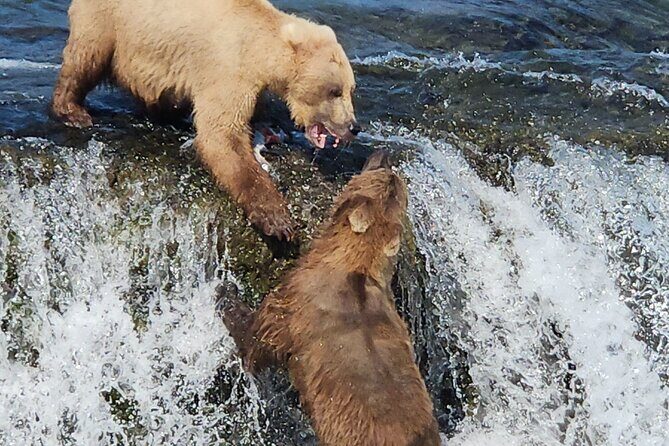 Brooks Falls Bear Viewing - Final Words