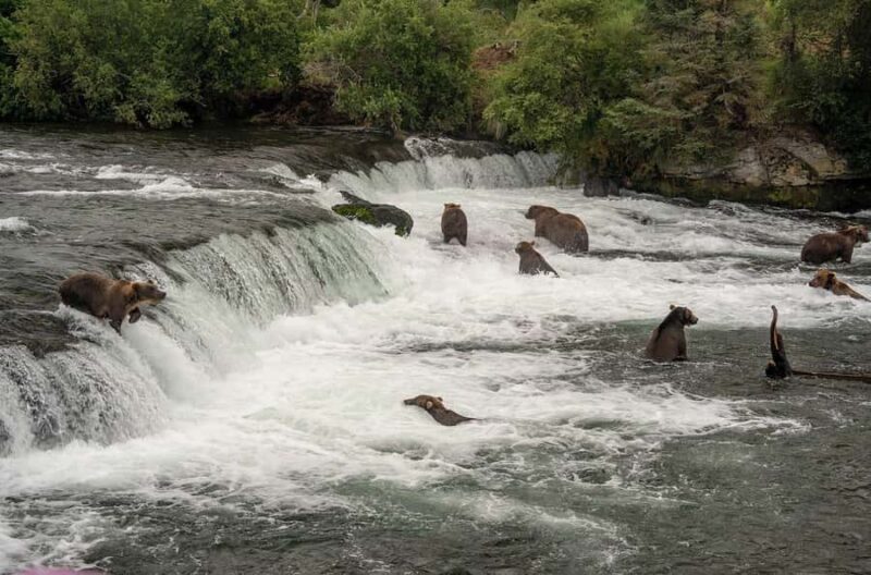 Brooks Falls: Katmai National Park Bear View by Floatplane - The Itinerary in Detail