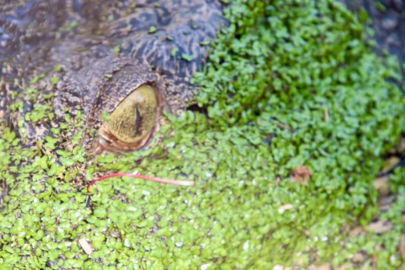 Broome: Malcolm Douglas Crocodile Park Tour with Transfers - Practical Tips for Visitors