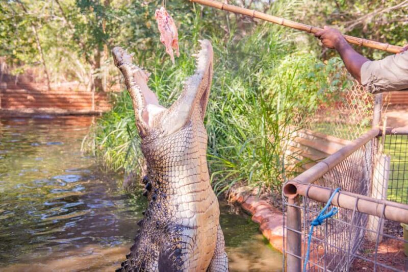 Broome: Malcolm Douglas Crocodile Park Tour with Transfers - The Sum Up