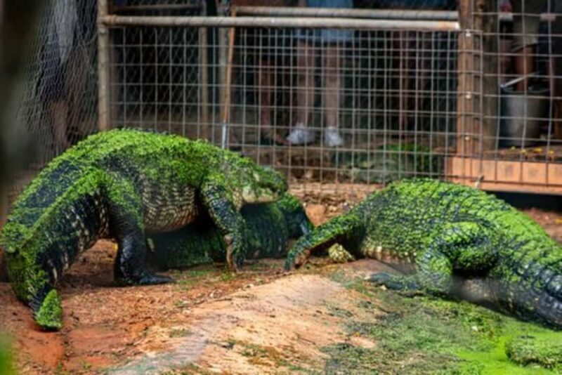 Broome: Malcolm Douglas Crocodile Park Tour with Transfers - FAQs