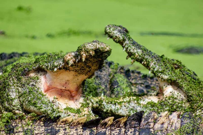 Broome: Matso's Brewery, Museum & Crocodile Park Combo Tour - Key Points