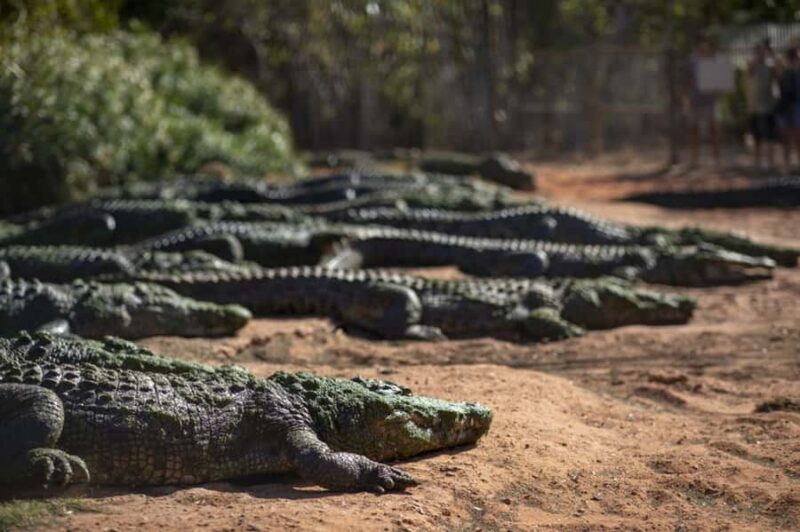 Broome: Matso's Brewery, Museum & Crocodile Park Combo Tour - Crocodile Encounters at Malcolm Douglas Crocodile Park