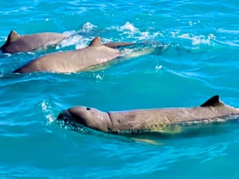 BROOME: SCENIC & PREHISTORIC CRUISE- Wine & Gourmet Platters - Setting the Scene: Why This Tour Stands Out