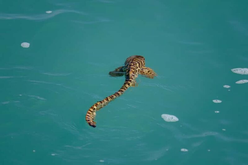 Broome: Snubfin Dolphin Cruises - Frequently Asked Questions