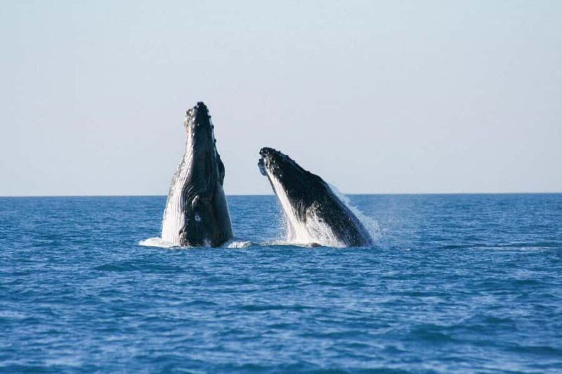 Broome: Whale Watching & Sunset Cruise - Introduction
