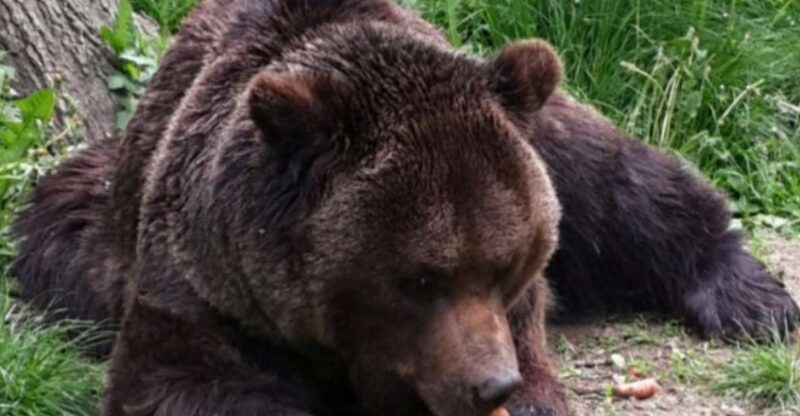 Brown Bear Sanctuary, Bran Castle & Rasnov Fortress Day Tour - Brown Bear Sanctuary, Bran Castle & Rasnov Fortress Day Tour: A Complete Guide
