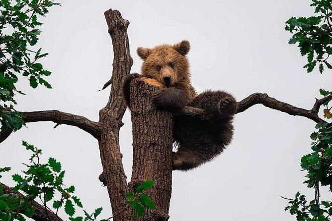 Brown Bear Sanctuary Tour from Brasov Entrance Ticket Guaranteed - Key Points