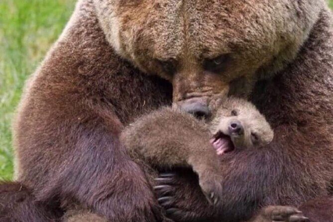 Brown Bear Sanctuary Tour from Brasov Entrance Ticket Guaranteed - A Close Look at the Tour Itinerary