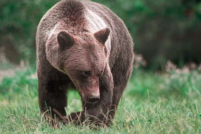 Brown Bear Sanctuary Tour from Brasov Entrance Ticket Guaranteed - Final Thoughts
