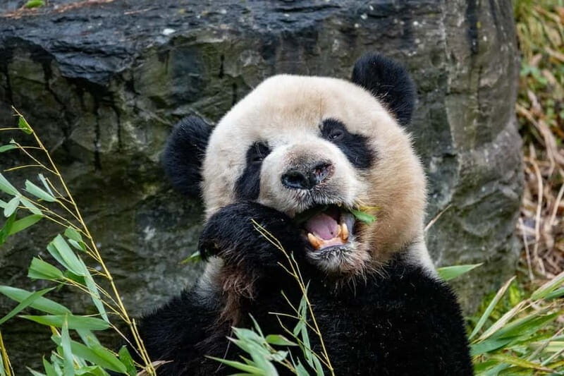 Brugelette: Pairi Daiza Zoo Entry Ticket - The Entrance and First Impressions